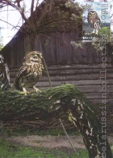 Little owl (Athene noctua)