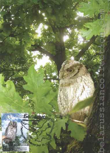Common scope owl (Otus scops)