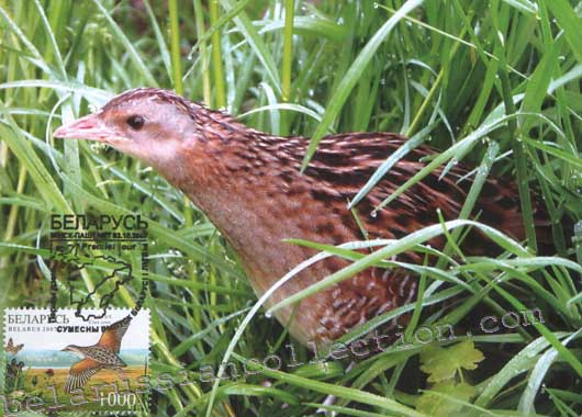 Landrail (Crex crex)