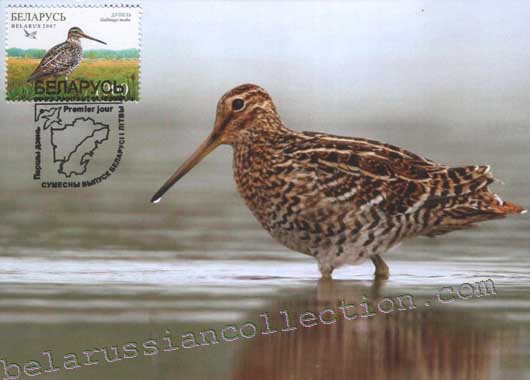 Birds Great snipe (Gallinago media)
