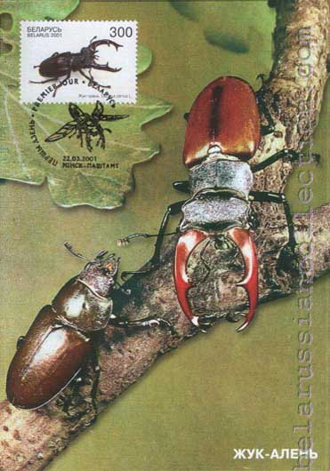 Bug Deer