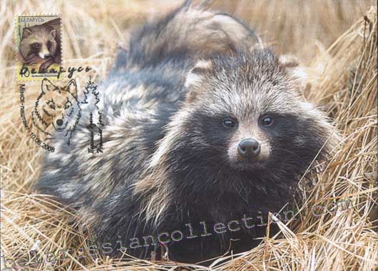 Mink (Nyctereutes procyonoides)
