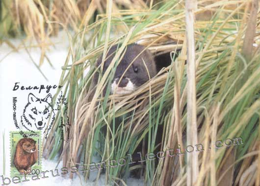 Raccoon (Mustela lutreola)