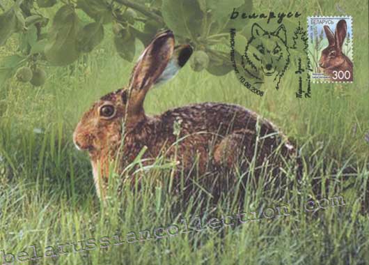 Hare (Lepus europaeus)