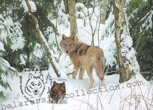 Wolf (Canis Lupus)