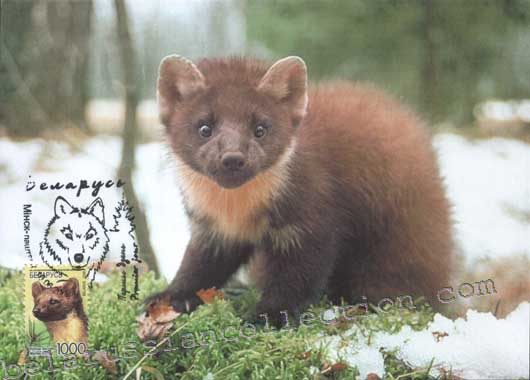 Marten (Martes martes)