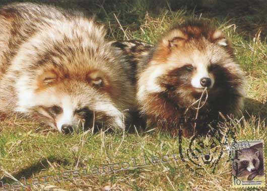 Raccoon (Nyctereutes procyonoides)