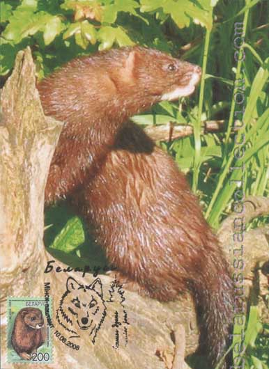 Mink (Mustela lutreola)