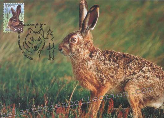 Hare (Lepus europaeus)
