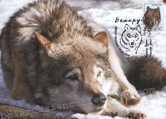 Wolf (Canis Lupus)