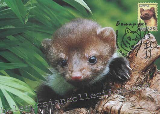 Marten (Martes martes)